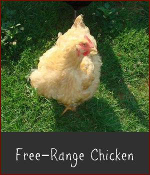 Free-Range Chicken